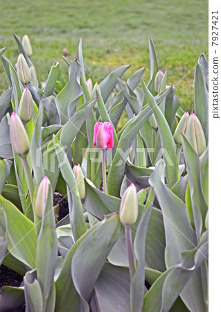 red tulip in green leafs heap, spring environment 7927421
