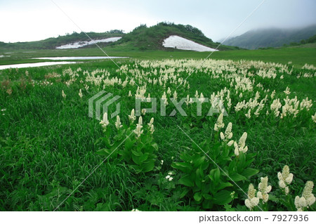 Cobaceous blooming wetland 7927936