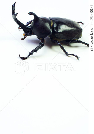 在白色背景的黑甲蟲 在白色背景的黑甲蟲 7928081