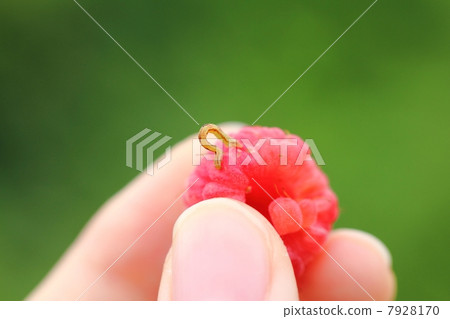 尺蠖 尺蠖 7928170