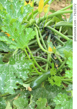 A zucchini grown in a field 7928172