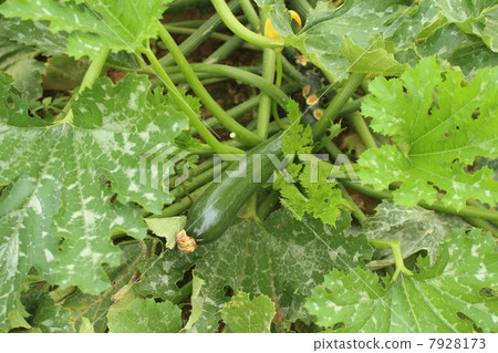 zucchini  7928173