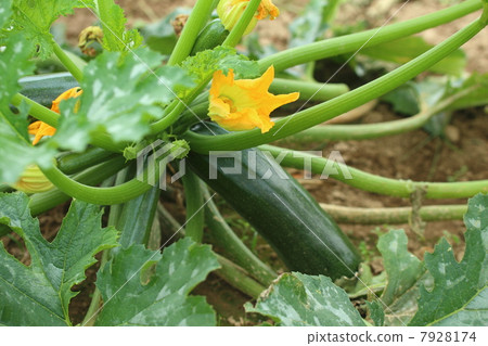 A zucchini grown in a field 7928174