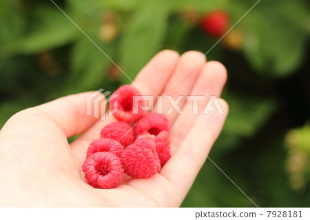 Raspberry fruit red 7928181