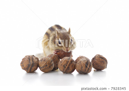 Chipmunks eating the onychomi 7928345