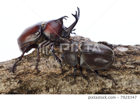 Beetle Beetle 7928347