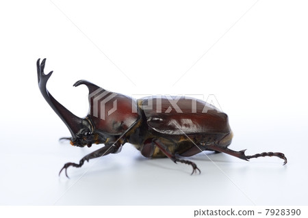 beetle beetle 7928390