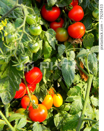 在領域的成熟蕃茄 7928433