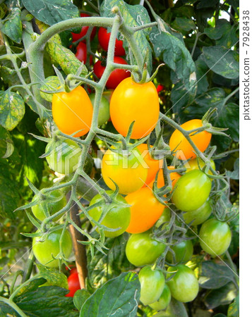 Suzuragi's Tomato Suzuragi's Tomato 7928438