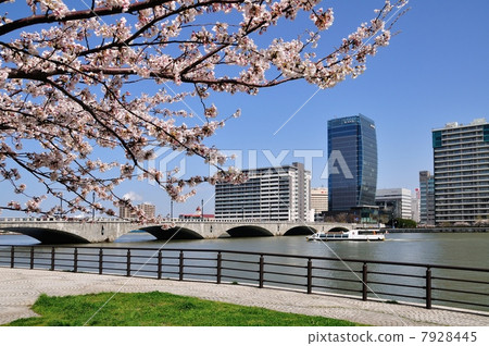 Sakura and Shinano 7928445