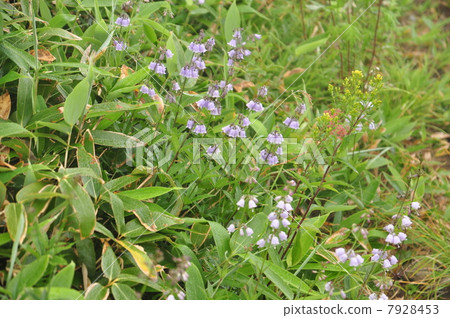 Hakusan Shaddin 7928453