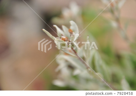 Minew ews Minew ews 7928458
