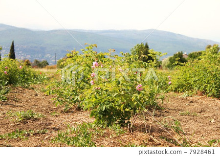 Rose fields of Grace Senti Foria Rose 7928461