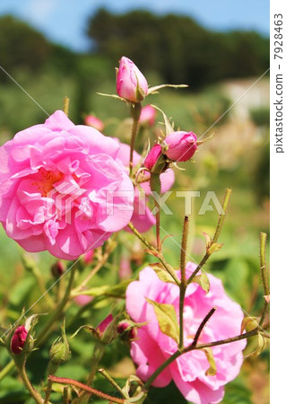 Grave's Scentifolia Rose Grave's Scentifolia Rose 7928463