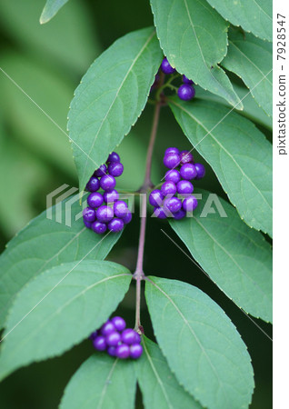 很多水果都是從紫色的小紫色部分伸出來的。 很多水果都是從紫色的小紫色部分伸出來的。 7928547