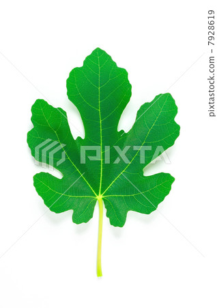 Fig leaves 7928619