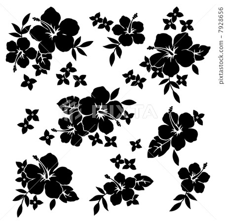 Hibiscus Hibiscus 7928656