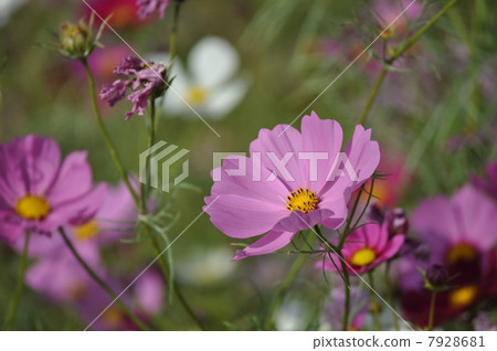 粉紅色的波斯菊綻放盛開 7928681