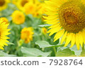 Sunflower field 04 7928764