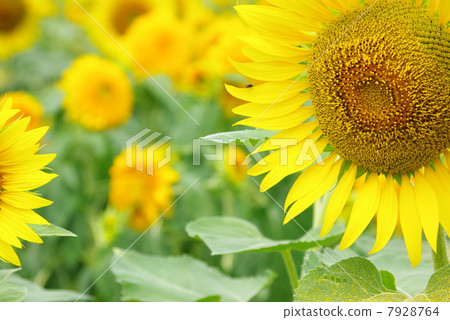 Sunflower field 04 7928764