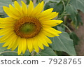 Sunflower field 05 7928765