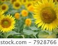 Sunflower field 06 7928766
