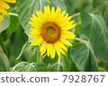 Sunflower field 07 7928767