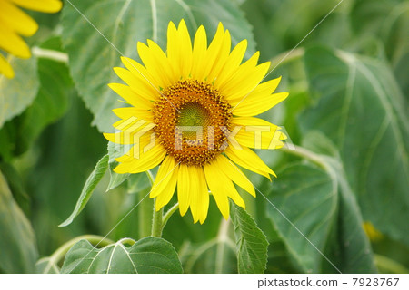 Sunflower field 07 7928767