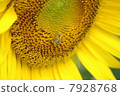 Sunflower field 08 7928768
