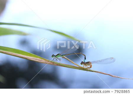 A good friend 7928865