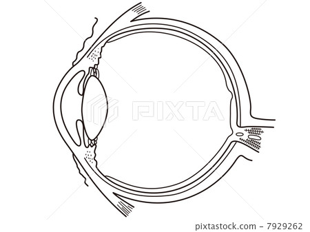 Structure of eye 7929262