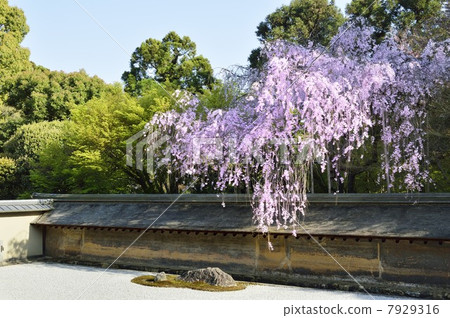 Ryoanji Temple Ishigami Sakura Ryoanji Temple Ishigami Sakura 7929316