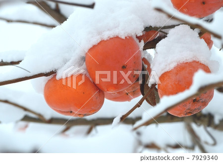 Persimmon nuts Persimmon nuts 7929340