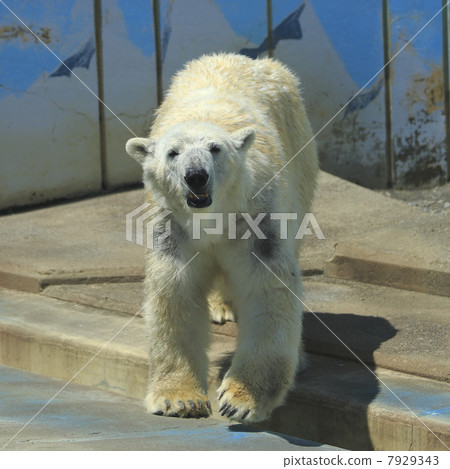 Polar bears Polar bears 7929343