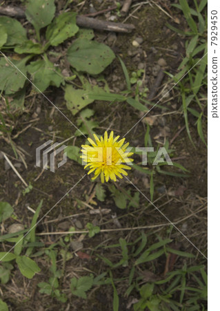 Dandelion 7929450