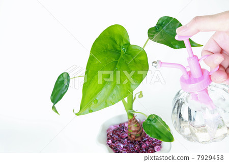 Quarry's watering 7929458