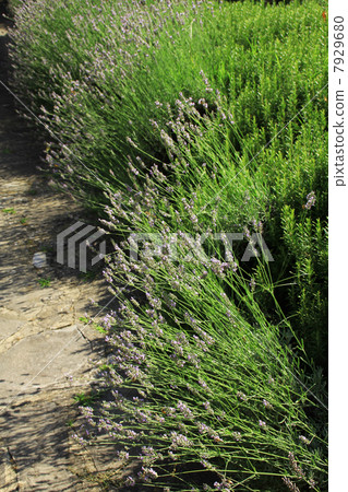 lavander, lavender, green 7929680