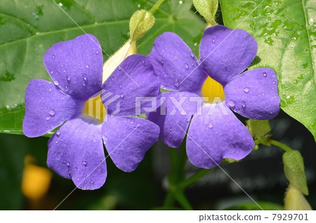 Tsunbarua Batiskom Bay 7929701