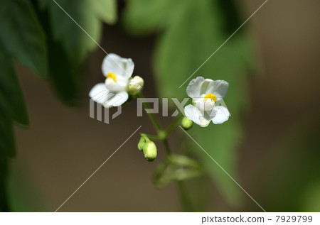 氣球藤花 7929799