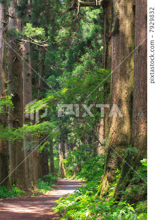 Cedar trees of Hakone Old Road 7929832