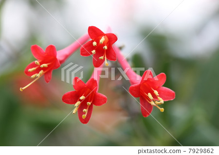 運氣委內瑞拉忍冬藤 7929862