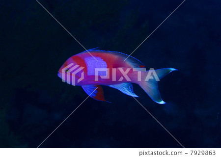 Violet Naga Hananai 7929863