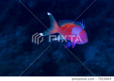 Violet Naga Hananai 7929864