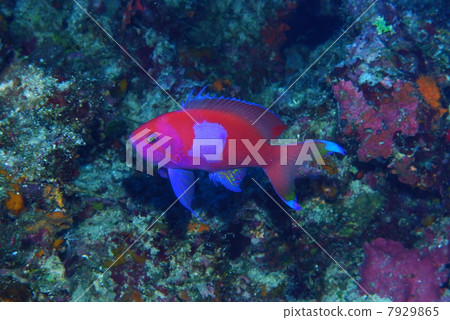 Violet Naga Hananai 7929865