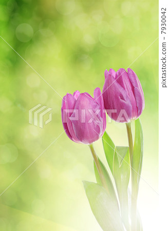 Tulip flowers Tulip flowers 7930042