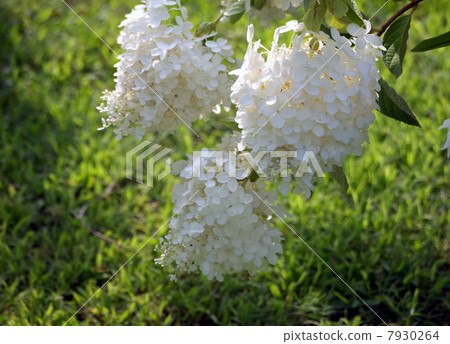 Noryutsugi花 Noryutsugi花 7930264