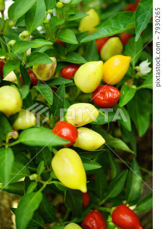 辣椒花語:老朋友辣椒(Capsicum annuum L. var.Acuminatum) 辣椒花語:老朋友辣椒(Capsicum annuum L. var.Acuminatum) 7930265