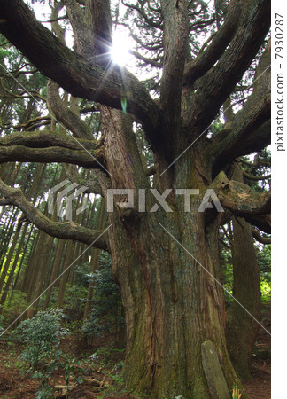 1000 years old, Ogasaki of Takamori 1000 years old, Ogasaki of Takamori 7930287