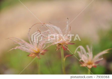 今pentapetalum 7930368