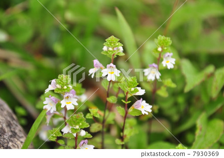 Miyama Kogoegusa Miyama Kogoegusa 7930369